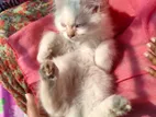 Persian Cat