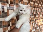 Persian Cat