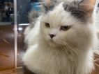 Persian cat