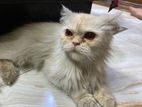 Persian cat
