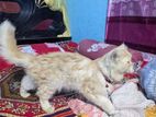 Persian Cat