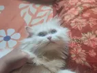 Persian cat