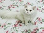 Persian Cat