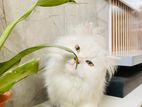 Persian Cat