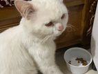 Persian Cat