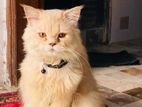 Persian cat