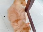 PERSIAN CAT for sell
