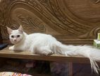 Persian cat for sale