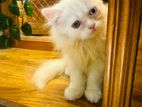 persian cat