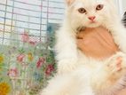 Persian Cat