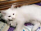 Persian Cat