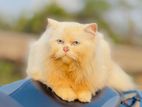 persian cat