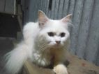 Persian Cat