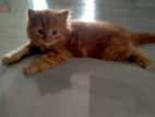 Persian cat.