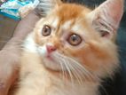 Persian Cat