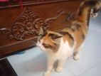 Persian Cat