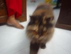 Persian Cat