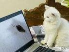 Persian cat