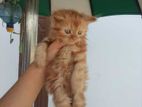 Persian Cat