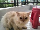 Persian Cat