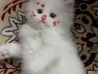 Persian Cat