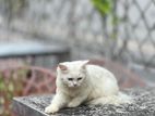 Persian Cat