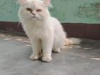 Persian cat