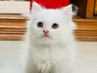 Persian Cat