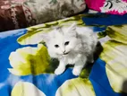 Persian Cat