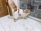 Persian Cat