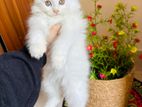 Persian Cat