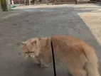Persian Cat