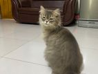 Persian Cat For Sale – Female (With Free Accessories!)