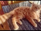 Persian Cat For Sale