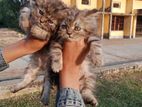 Persian cat for sale