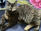 Persian Cat For Sale
