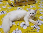 Persian cat for sale