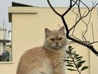 Persian cat for sale