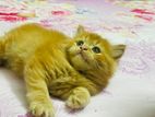 Persian Cat For Sale