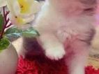 Persian Cat for sale