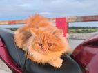 Persian Cat For Sale