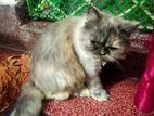 Persian cat for sale