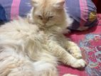 Persian cat for sale