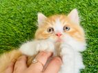 Persian cat for sale