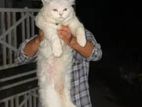 Persian Cat For Sale