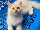 Persian cat for sell