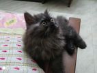 Persian Cat