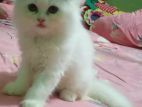 persian cat