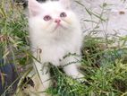 Persian Cat