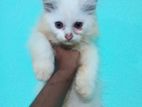 Persian Cat sell